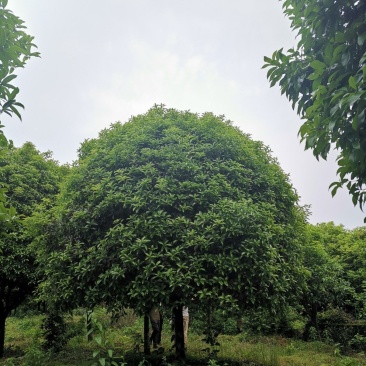 桂花农户直销一手货源四季桂八月桂丹桂质量保证包手续