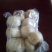 兰州百合现挖鲜卖透明包装500g