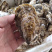 鲜活乳山生蚝一个一到二两之间厂家大量批发一件代发