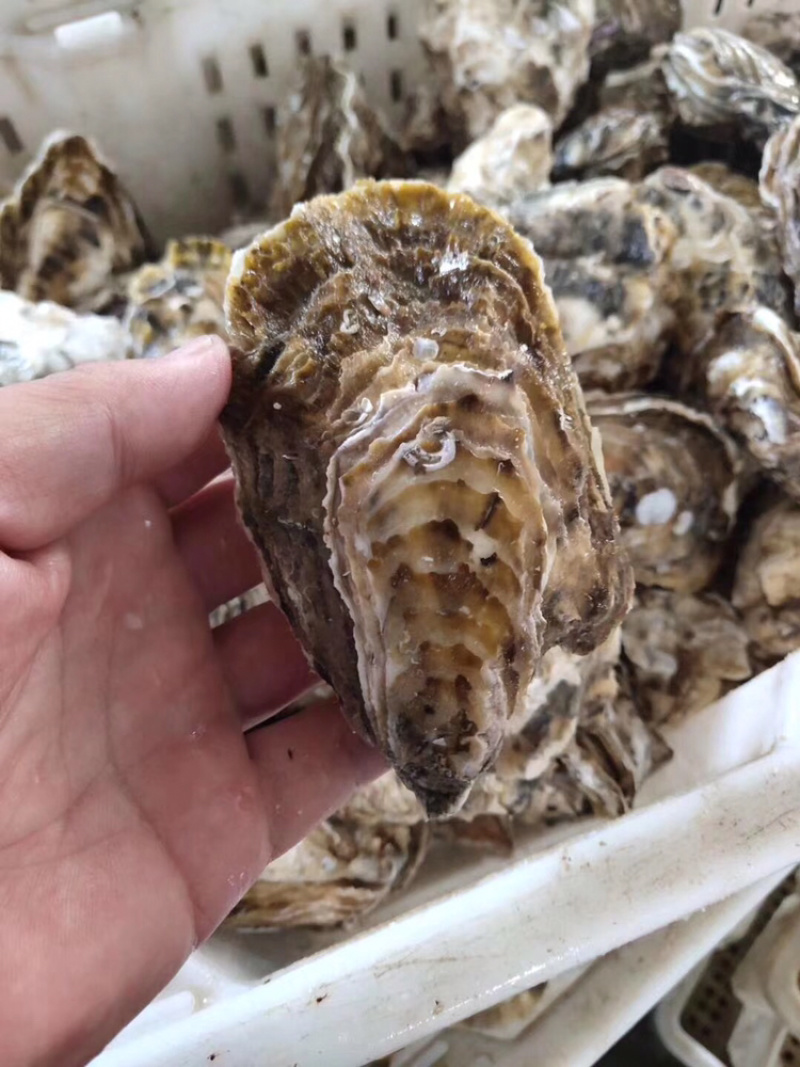 鲜活乳山生蚝一个一到二两之间厂家大量批发一件代发