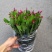 热手盆栽_蟹爪兰18杯红色带花苞盆栽绿植