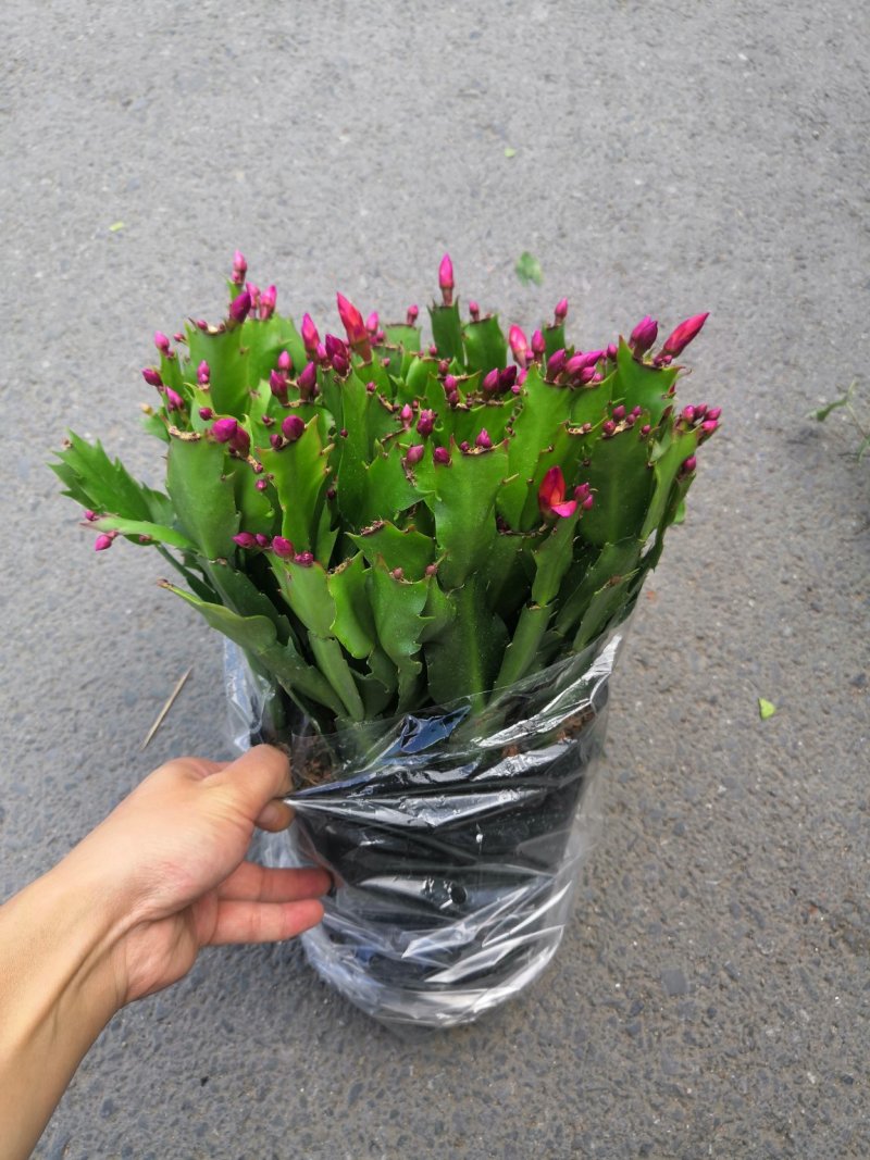 热手盆栽_蟹爪兰18杯红色带花苞盆栽绿植