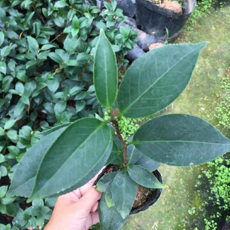 名贵品种茶花：酒中花原生盆茶花苗产地发货快递包邮