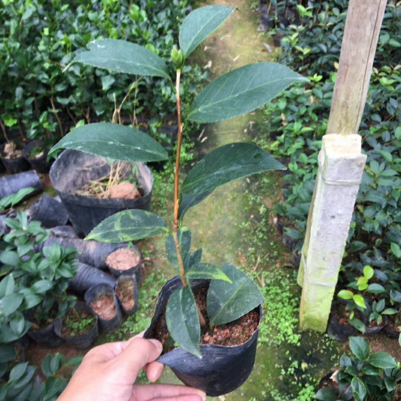 名贵品种茶花：酒中花原生盆茶花苗产地发货快递包邮