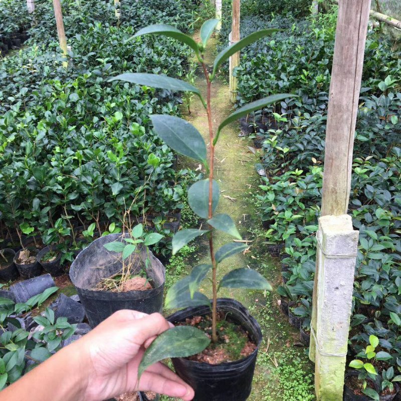名贵品种茶花：酒中花原生盆茶花苗产地发货快递包邮