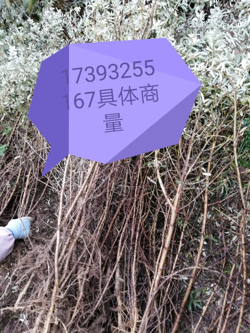 50起步沙棘苗