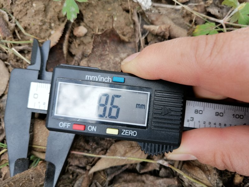 0.8起步山杏苗