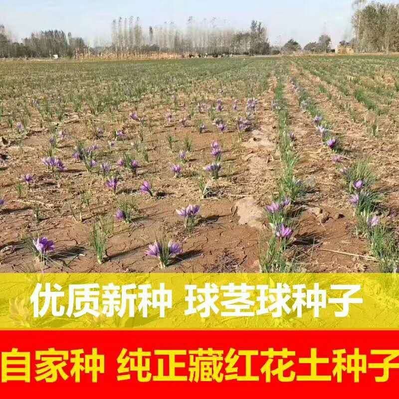 藏红花自家种植质量好价格低，到了丰收的季节。