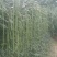 豇豆