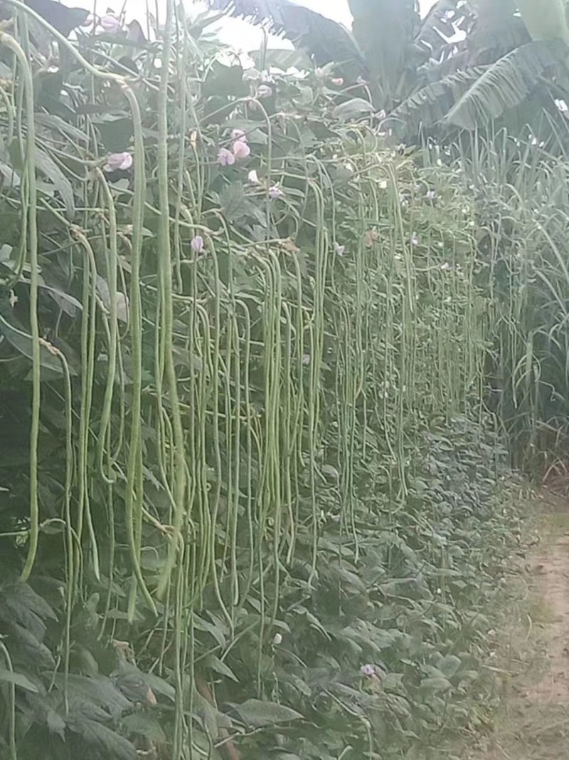 豇豆