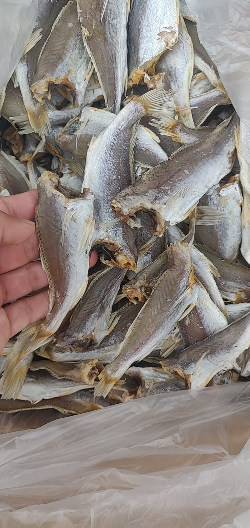 小黄花鱼，现货实拍，质量保证，价格美丽