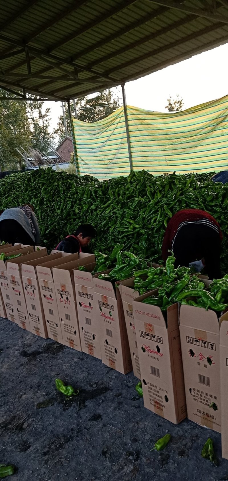 河南省商丘夏邑301鲜辣椒，线椒各种包装箱专用箱一站式
