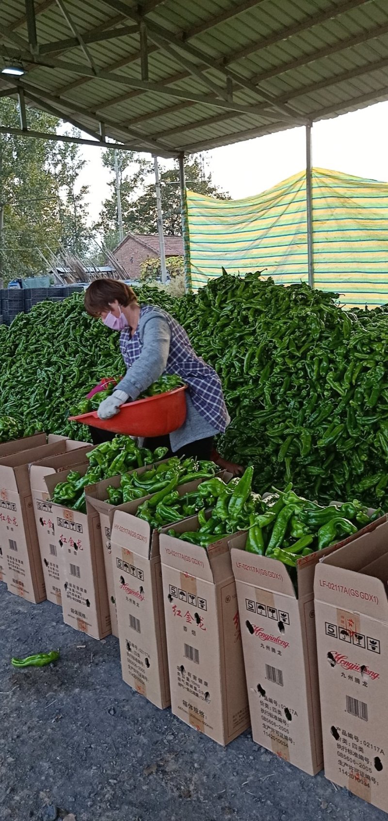 河南省商丘夏邑301鲜辣椒，线椒各种包装箱专用箱一站式