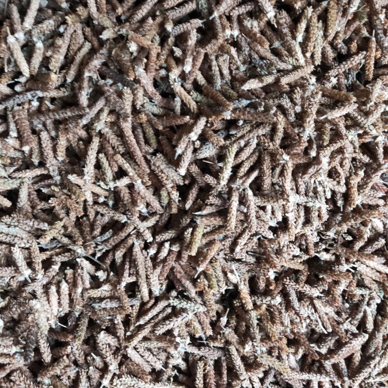 夏枯草