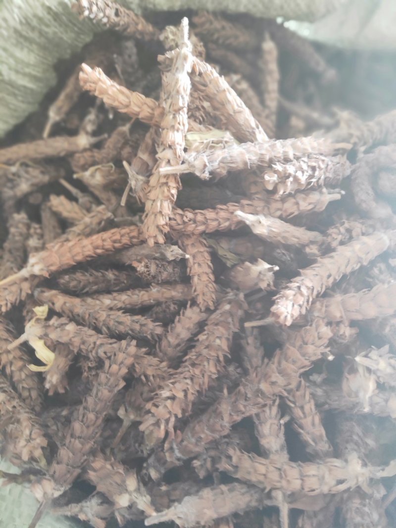夏枯草
