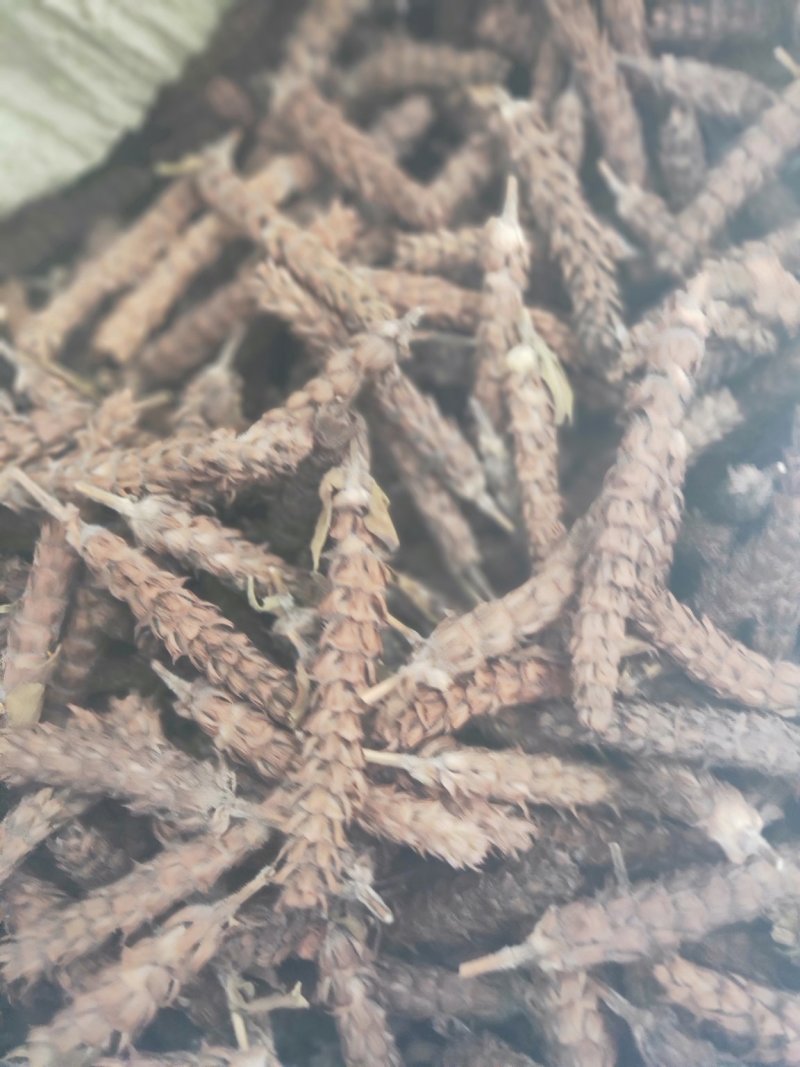 夏枯草