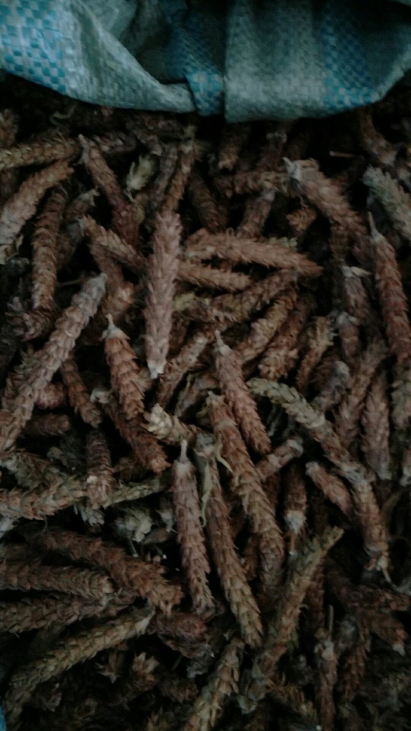 夏枯草