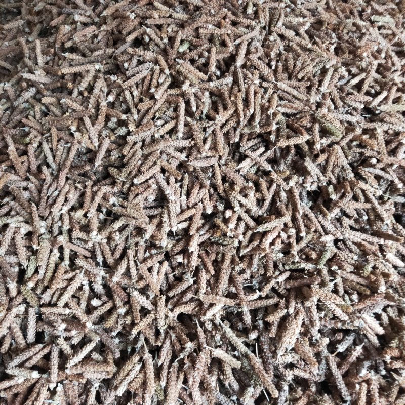 夏枯草