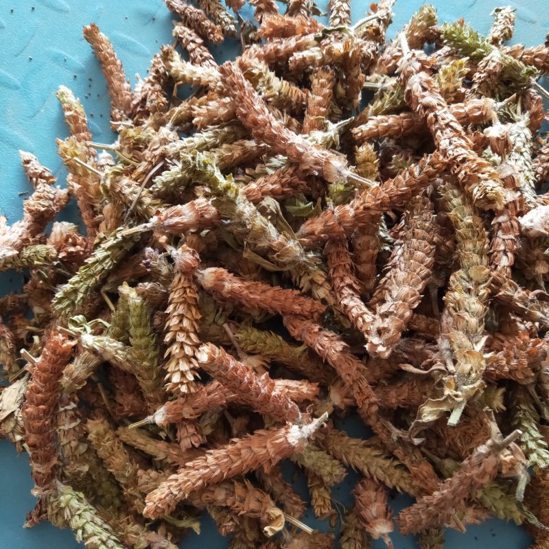 夏枯草