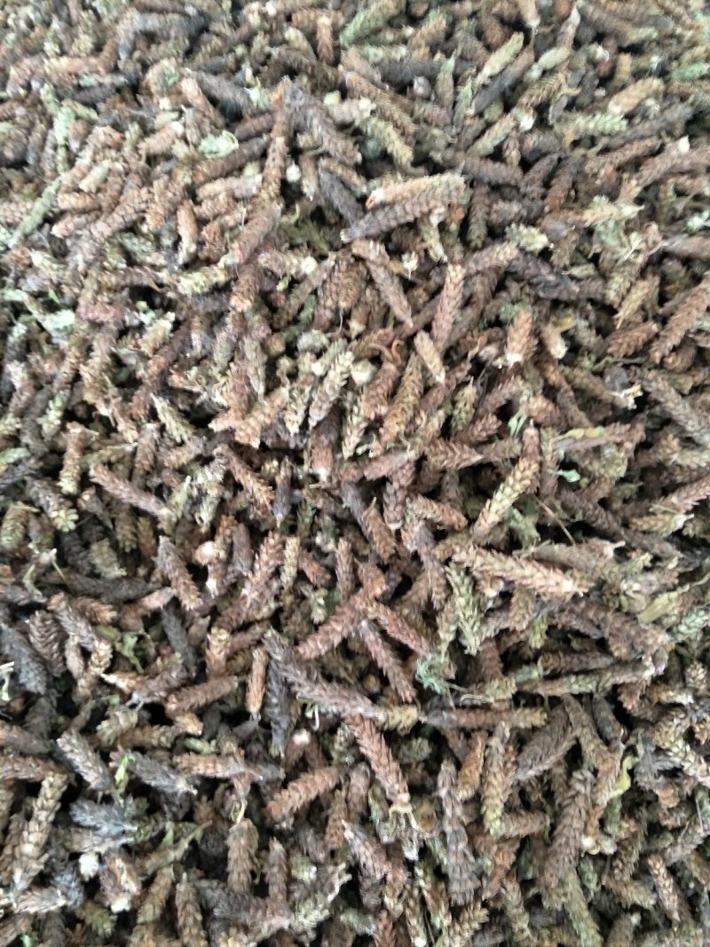夏枯草