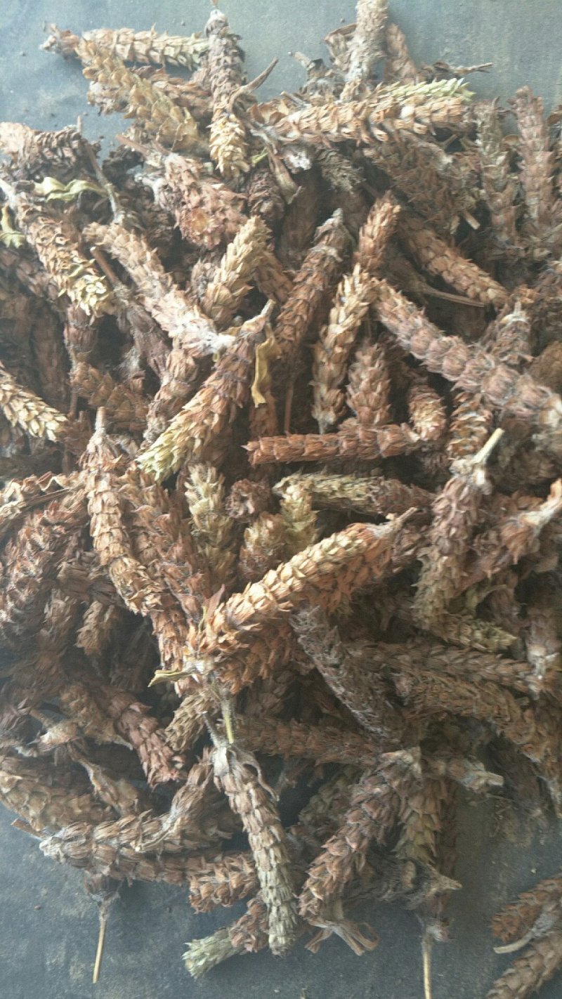 夏枯草