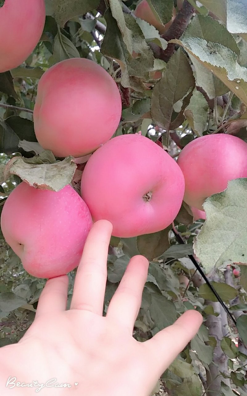 甘肃红富士苹果