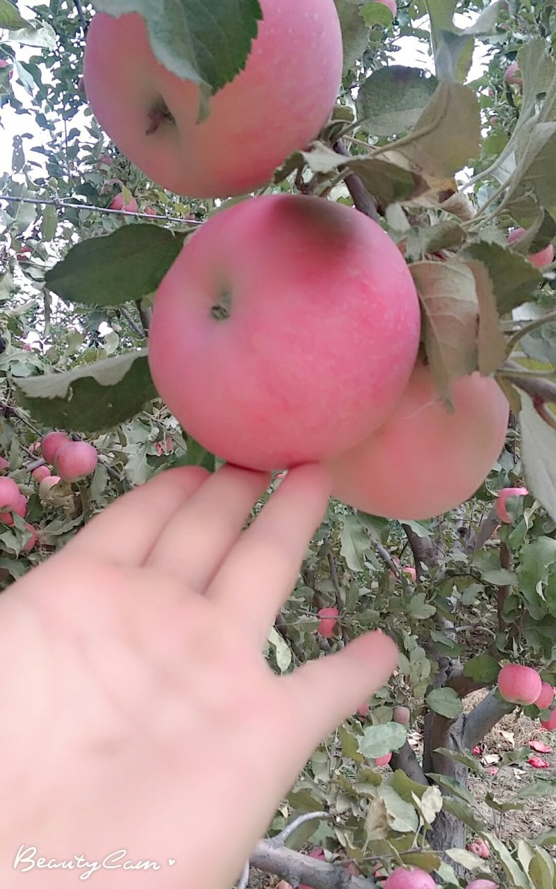 甘肃红富士苹果