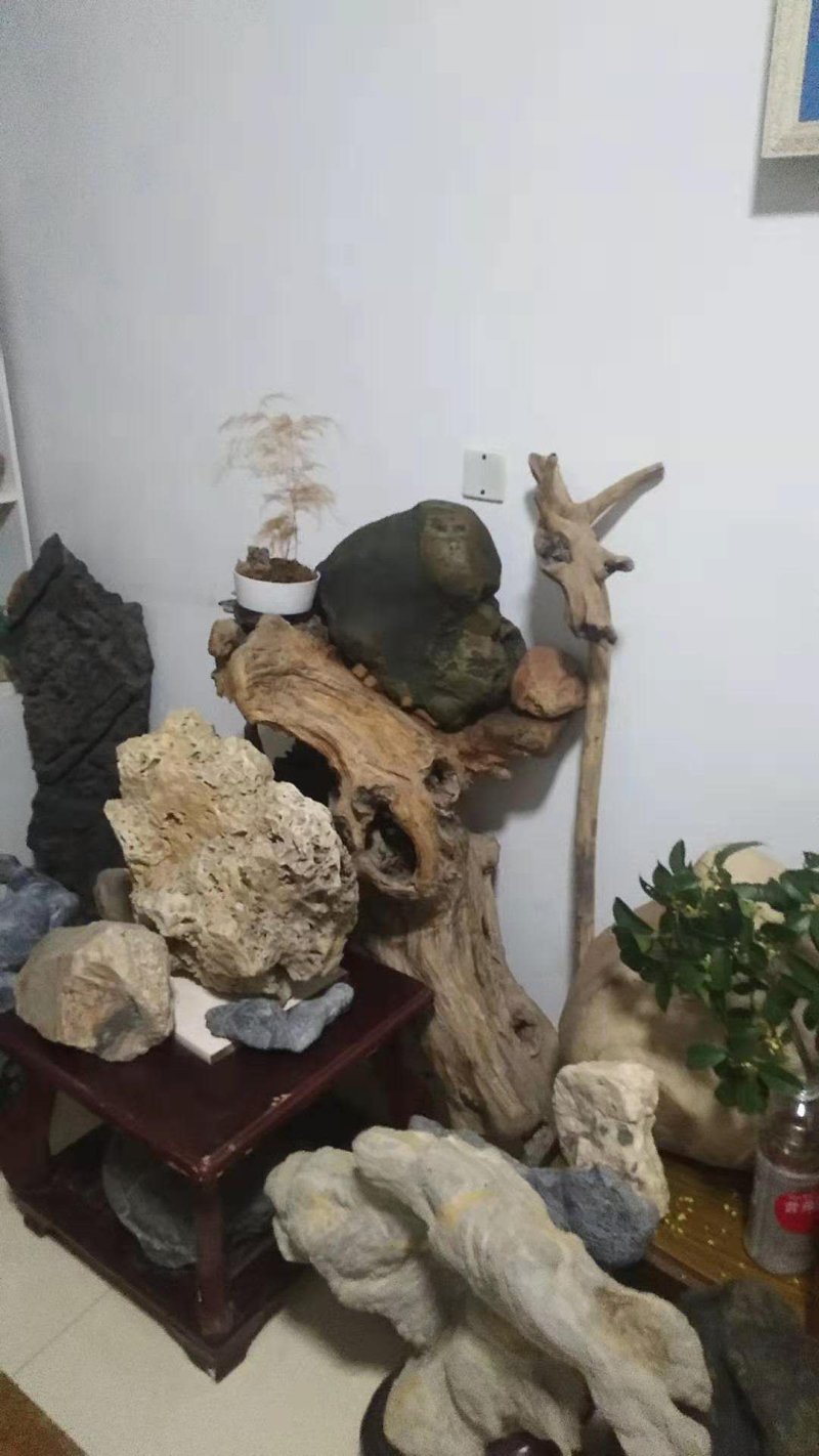 小叶三角枫盆景.雀梅盆景