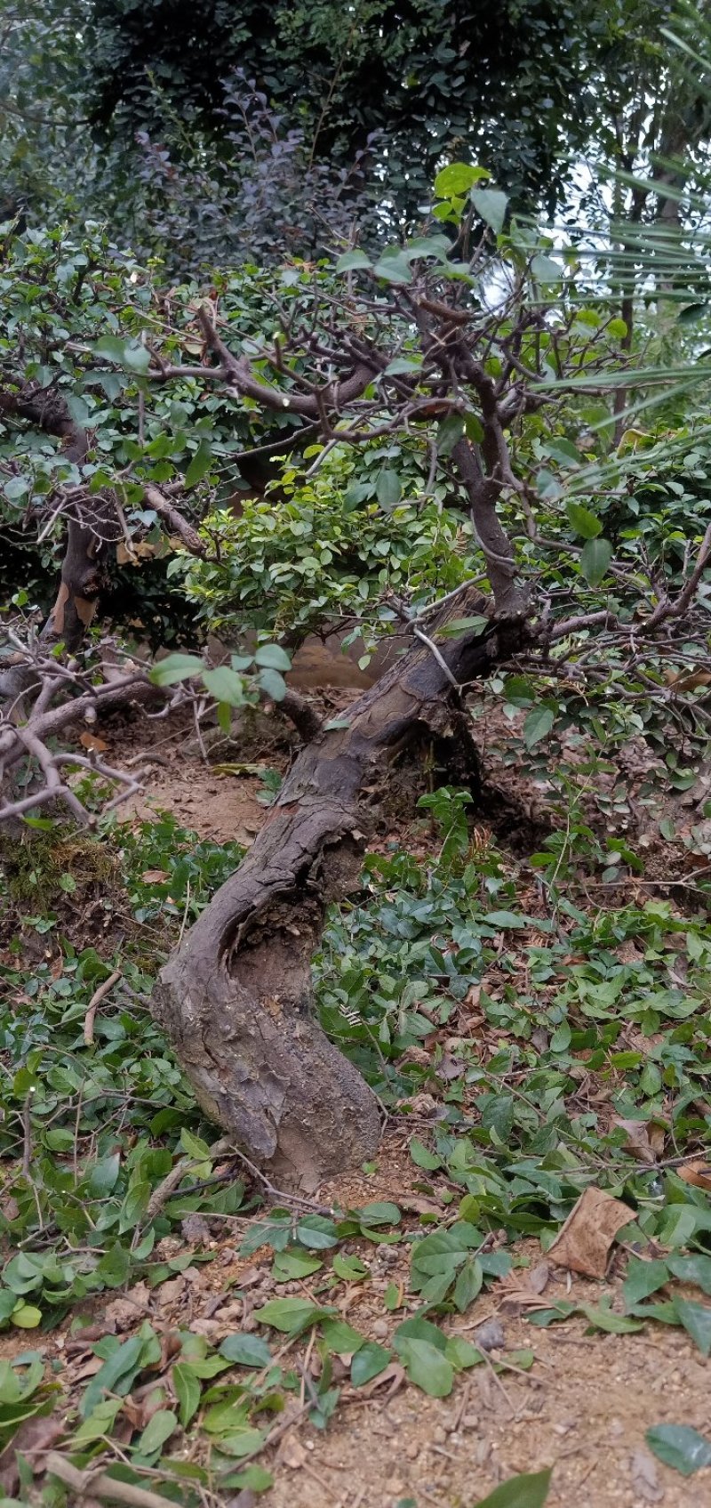 小叶三角枫盆景.雀梅盆景
