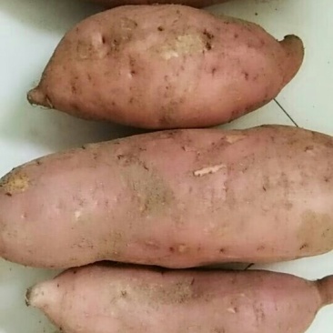 供应红薯