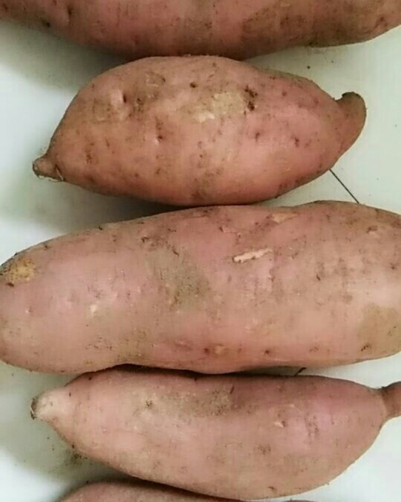 供应红薯