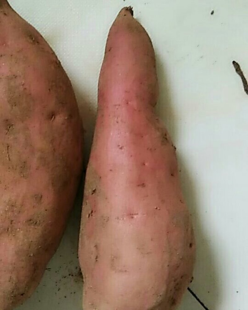 供应红薯