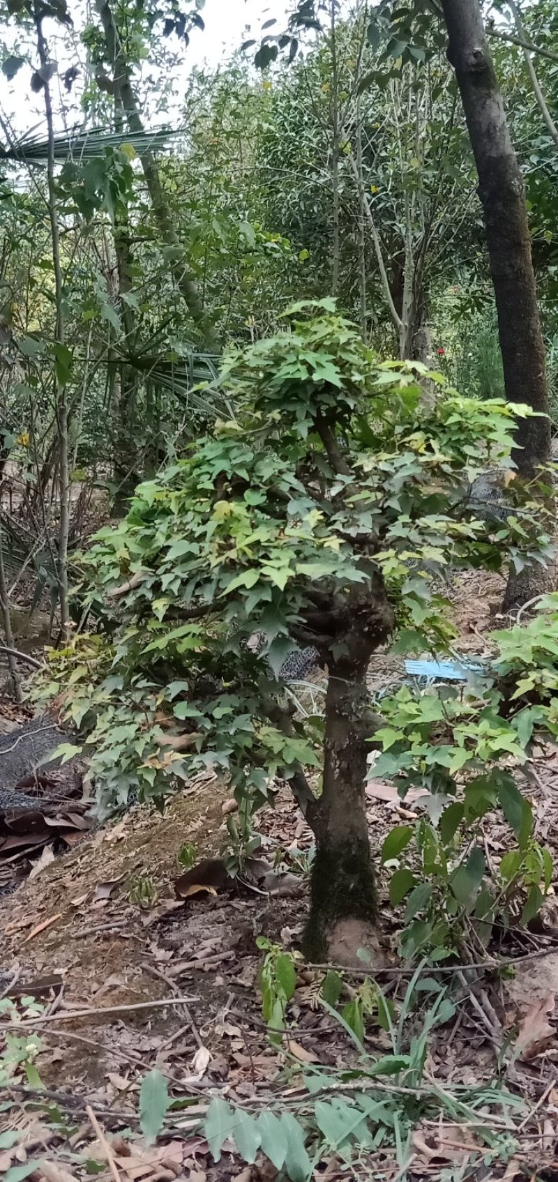 小叶三角枫盆景.雀梅盆景
