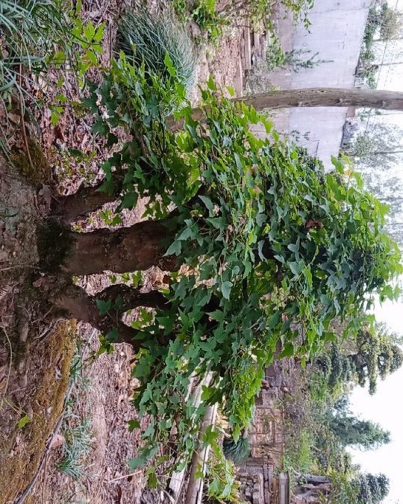 小叶三角枫盆景.雀梅盆景