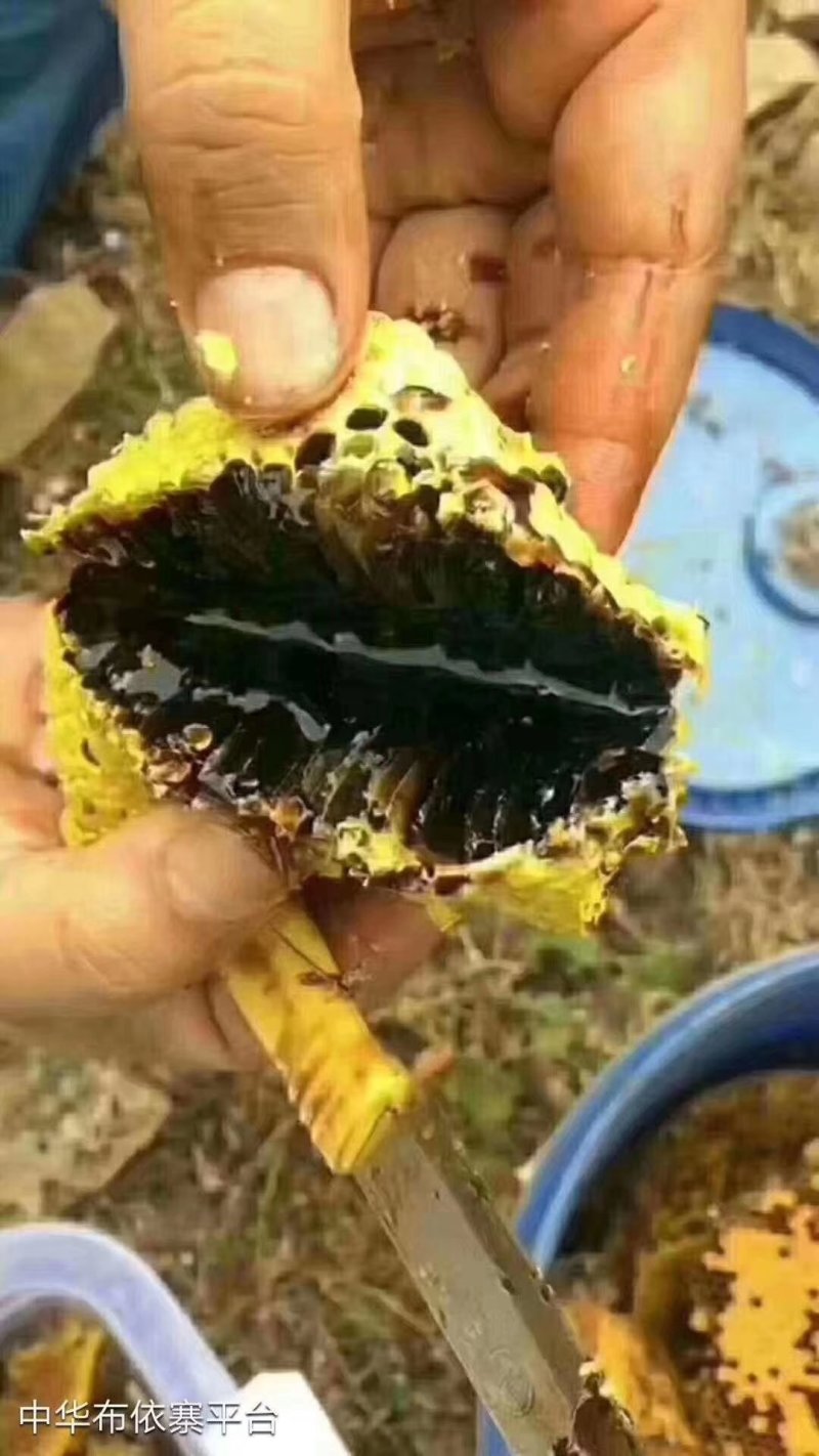 黑蜂蜜