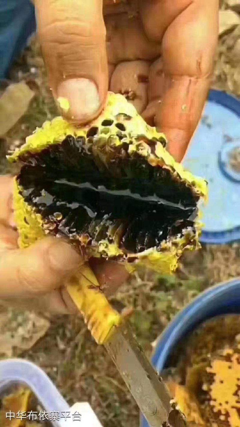 黑蜂蜜