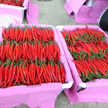 元谋精品小米椒（颜色好，硬度强）
