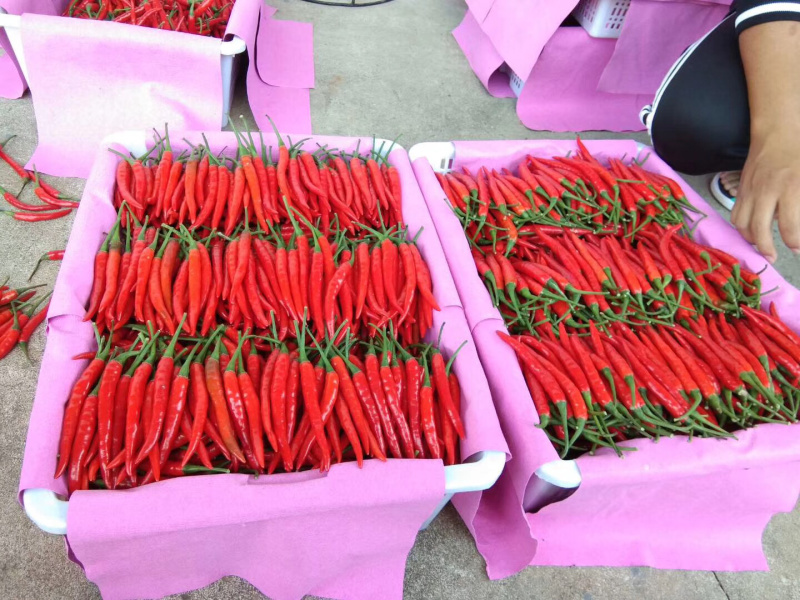 元谋精品小米椒（颜色好，硬度强）