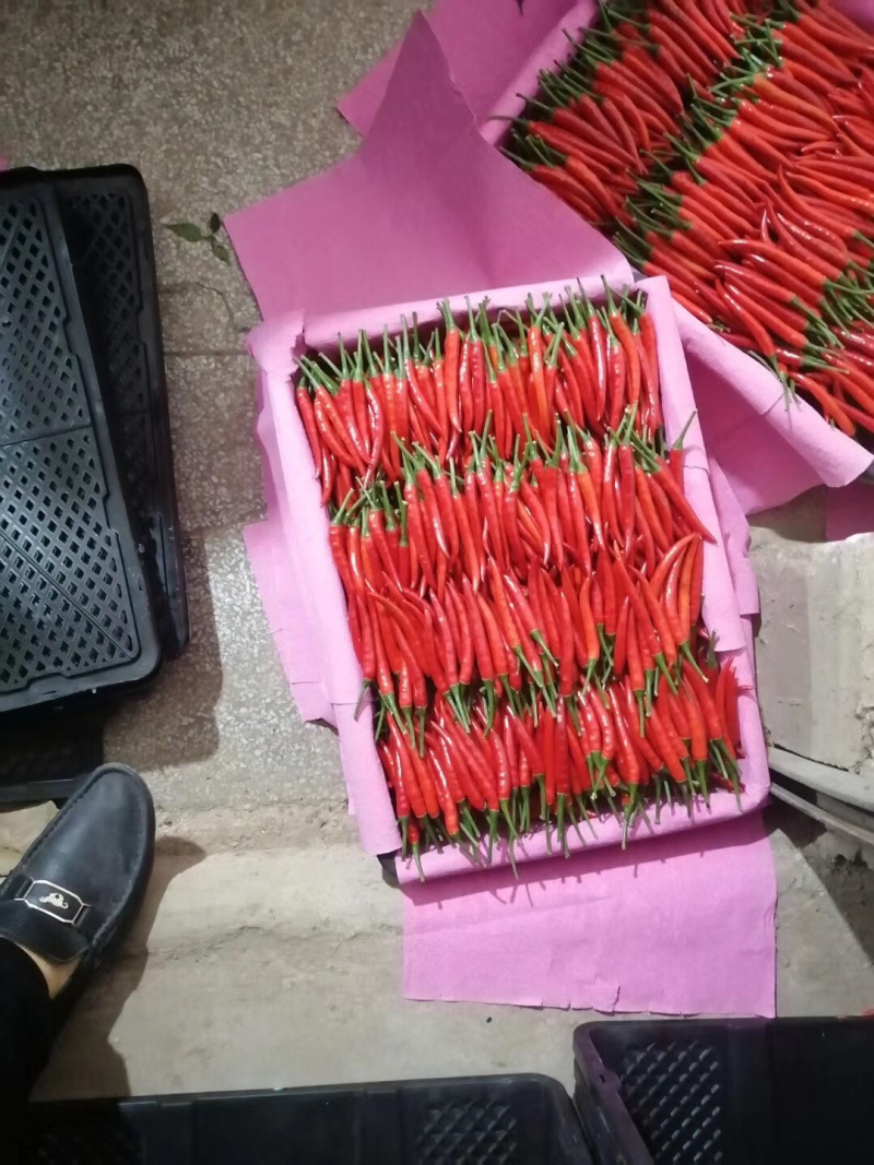 元谋精品小米椒（颜色好，硬度强）