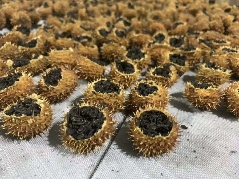 刺梨查