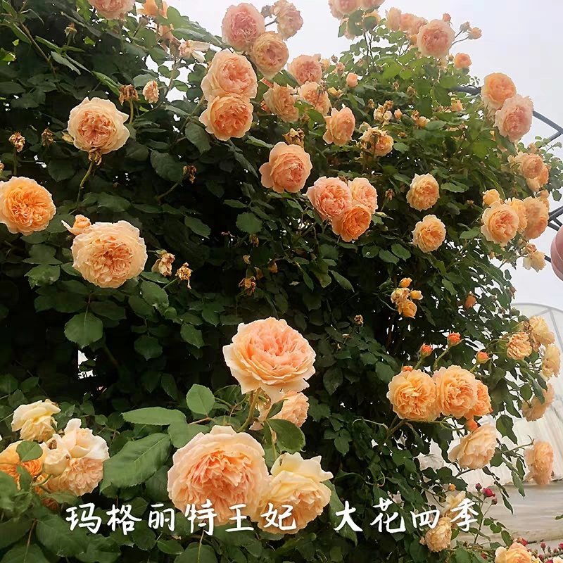 出售各种爬藤月季，欧月四季开花各藤本月季，爬藤月季。