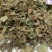 鱼腥草产地直供支持线上交易各种规格接受订单