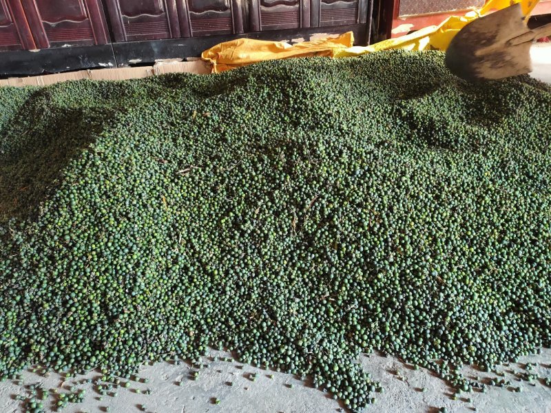 湖南省凤凰县，相西本地鸡头黄精，多花黄精种子，大量供应/