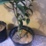 热手盆栽_月桂四季桂花16杯开花观花植物带香味当年开花
