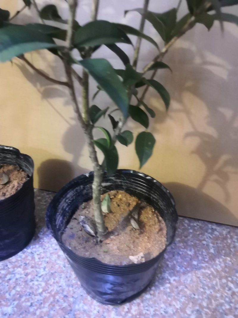 热手盆栽_月桂四季桂花16杯开花观花植物带香味当年开花
