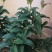 热手盆栽_月桂四季桂花16杯开花观花植物带香味当年开花