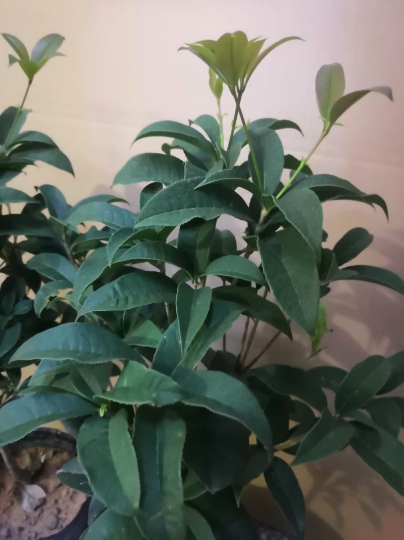热手盆栽_月桂四季桂花16杯开花观花植物带香味当年开花