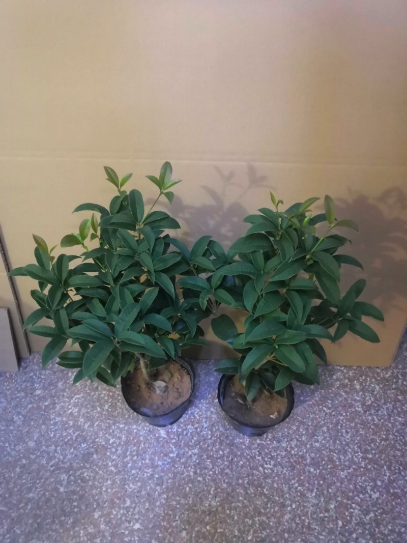 热手盆栽_月桂四季桂花16杯开花观花植物带香味当年开花