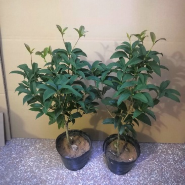 热手盆栽_月桂四季桂花16杯开花观花植物带香味当年开花