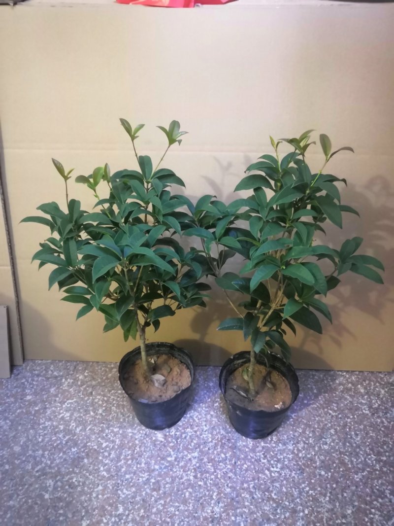 热手盆栽_月桂四季桂花16杯开花观花植物带香味当年开花